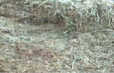 Linz Grass